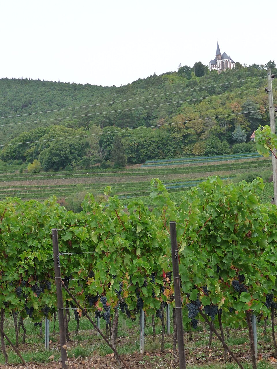 Blick über die Weinlandschaft der Südlichen Weinstraße